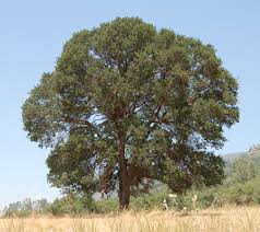 quercus douglasii wikipedia