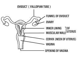 This is circular in the nulliparous but usually a transverse slit. Q2 Describe The Human Female Reproductive System With A Labe Lido