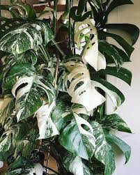 50pcs Monstera Variegated Seeds Deliciosa Rare Palm Tree Etsy Variegated Plants Plants Popular House Plants