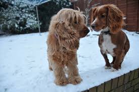 The english cocker spaniel has a square, balanced body with even proportions to its legs and torso. Working Cocker Spaniel Natural History