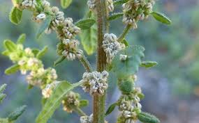 Image result for Dysphania pumilio