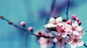 41 Beautiful Flower Wallpapers Hd For Phone And Desktop Tech Buzz Online You can download and use these nature wallpaper full hd in your android mobile, laptop and desktop so that we can look at beautiful sceneries and landscapes whenever possible. 41 beautiful flower wallpapers hd for