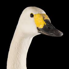Find out when swans is next playing live near you. Tundra Swan National Geographic