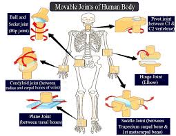 Explain Any Five Movable Joints With Examples Class 11 Biology Cbse