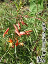 Image result for Scleria laxiflora