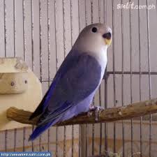 Pin On Fur And Feather