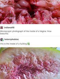 This is a vagina where the labia minora (inner lips) extend out past the labia majora (outer lips) either a little bit or a whole lot. Microscopic Picture Of Inside A Vagina Isn T It Beautiful Album On Imgur
