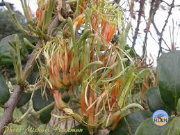 Image result for Erianthemum dregei