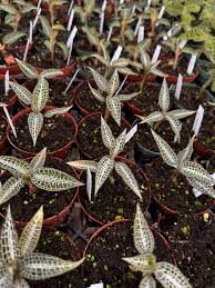 Image result for Goodyera