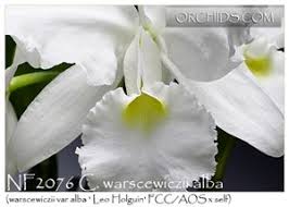 Images of C. warscewiczii alba (warscewiczii var alba ' Leo Holguin'  FCC/AOS x self)
