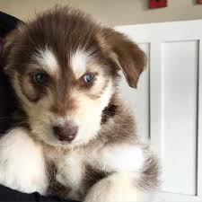 Sometimes referred to as huskydoodle or huskypoo this breed generally has the furry. Poodle Husky Mix Facts