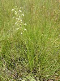 Image result for Habenaria schimperiana