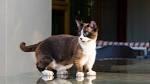 Cats With Short Legs – 8 Modern Dwarf Breeds & Health Problems