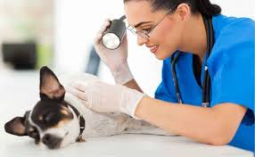 Just because dogs have fur doesn't mean they are immune to skin cancer. What Every Dog Owner Should Know About Skin Lumps And Bumps In Dogs Canine Campus Dog Daycare Boarding
