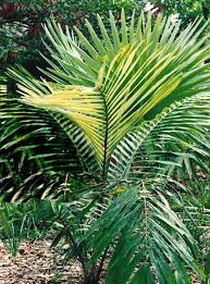 Kecubung termasuk tumbuhan jenis perdu yang mempunyai pokok batang kayu dan tebal, bercabang banyak, tumbuh dengan tinggi kurang dari dua meter. Pokok Kabung Wikipedia Bahasa Melayu Ensiklopedia Bebas