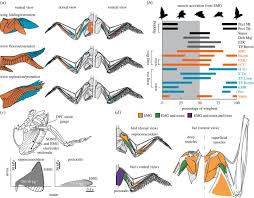 But it acts like one. Inspiration For Wing Design How Forelimb Specialization Enables Active Flight In Modern Vertebrates Journal Of The Royal Society Interface