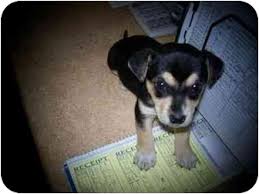 Maybe you have been wondering if going with golden retriever mix puppies is a better. Shelbyville Ky Labrador Retriever Meet Puppies Lab Min Pin A Pet For Adoption