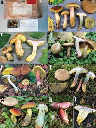 Image result for Vermillion 1991 Tracer