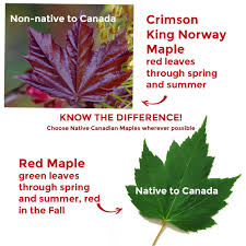 Check spelling or type a new query. Know Your Trees Non Native Crimson King Vs Native Red Maple Maple Leaves Forever