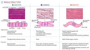 Image result for Muscle Tissue