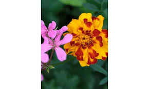 Susie Jeanette Walker Obituary (2023)