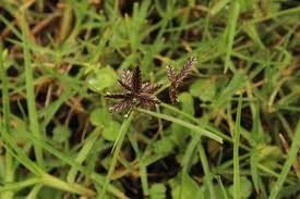 Image result for Cyperus rigidifolius