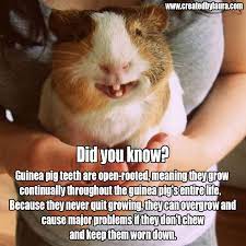 Pin On Guinea Pig