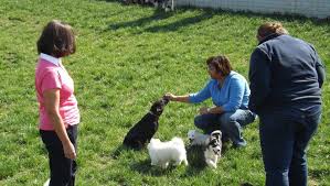 According to the hsus, blue ribbon puppies is a large broker for petland stores that are linked to sick puppies. Amish Aim To Restore Dog Breeding Rep