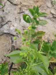 Image result for Micrococca mercurialis