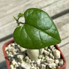 Image result for Pyrenacantha