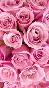 Wertyuiijhkl Roze Achtergronden Wallpaper Achtergronden En Rozen