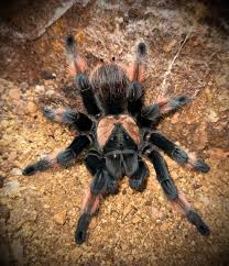 Image result for Emilia brachycephala