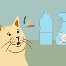 Is Lysol Safe For Cats How To Keep Your Cat Safe When Using Household Daily Paws
