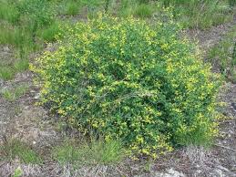 Image result for Tinnea vesiculosa