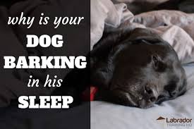 We did not find results for: Why Is Your Dog Barking In Their Sleep
