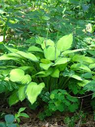 Sunhosta™ Hosta - Variegated, Sun Hardy Hosta – Plants By Mail