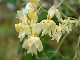 Daun kelor tak hanya untuk kesahatan saja, daun kelor juga bisa dimanfaatkan untuk kecantikan. Bunga Kelor Miracle Tree Moringa Oleifera Moringa