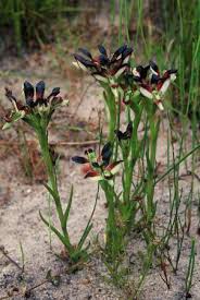 Image result for Disa aconitoides