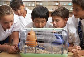 Animals In Schools And Daycares Healthy Pets Healthy People Cdc
