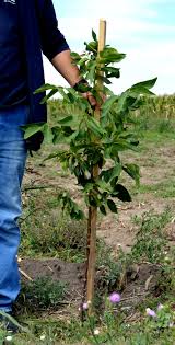Plantarea nucilor își are secretele sale pentru ca toți puieții să se prindă. RecomandÄri Pentru Plantarea Èi Ingrijirea In Primii Ani A Unei Livezi De Nuc I Pepiniera VoineÈti