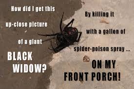 Other beneficial spiders have silkier webs that tear easily. Potter Surviving Black Widow Terror At My Door East Idaho News