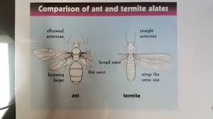 Corsello & sons pest control services atlanta, ga 30345. All Service Termite Pest Control Buford Ga Pest Control Mapquest