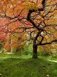 Portland Japanese Garden Oc 1538x2048 Portland Japanese Garden Japanese Garden Nature