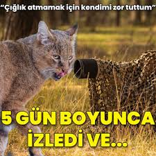 Ümitcan uygun yakalama kararı ve tutuklama kararı neden çıkmıyor? Umitcan Uygun Oldu Mu Umitcan Uygun A Ne Oldu