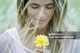 3,663 Daisy Long Stock Photos, High-Res Pictures, and Images