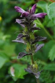 Image result for Buchnera chimanimaniensis