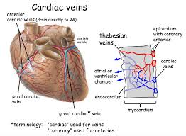 Pin By Melissa Blaker On Congenital Surgery Veins Cardiac Nursing Education