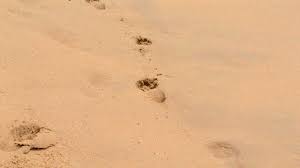 Terribly Transient Feet Yourtakes Youtube