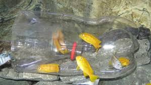 Cara Membuat Perangkap Ikan Dari Botol Plastik Bekas Indonesia Survival Blog Belajar Bertahan Hidup Di Alam Bebas