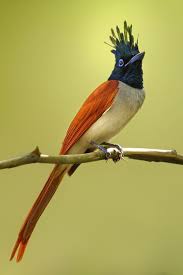 Black Bird With Two Long Tail Feathers 